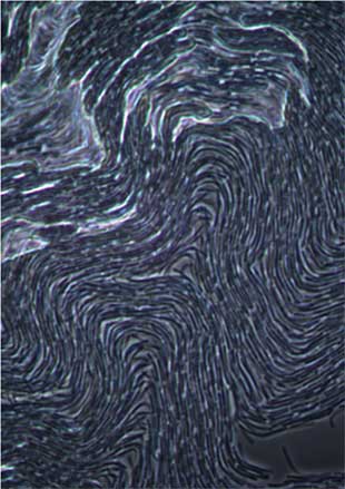 Microscopic cellular structure